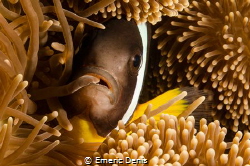I like the way the tentacule get in the mouth of this lit... by Emeric Denis 